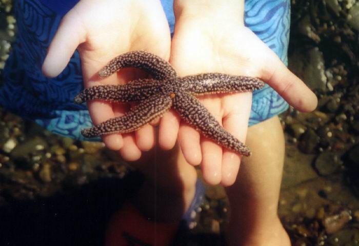 Starfish